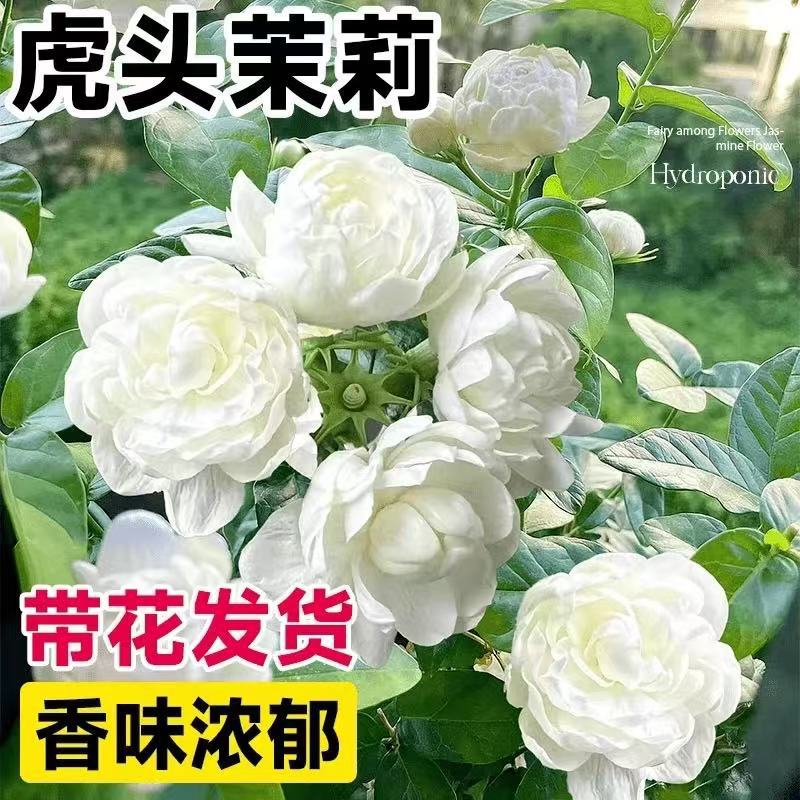 虎头茉莉盆栽花苗室内客厅重瓣老桩浓香栀子花九里香四季好养植物图片