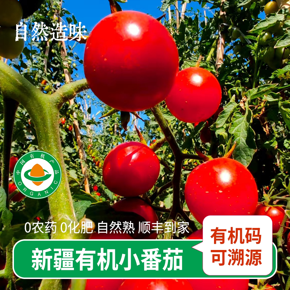 顺丰新疆有机小番茄即食沙拉食材