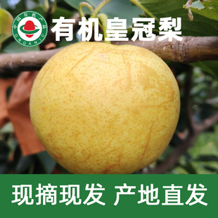 山东烟台有机花斑皇冠梨特级大果5斤孕妇儿童无渣新鲜秋梨无农药