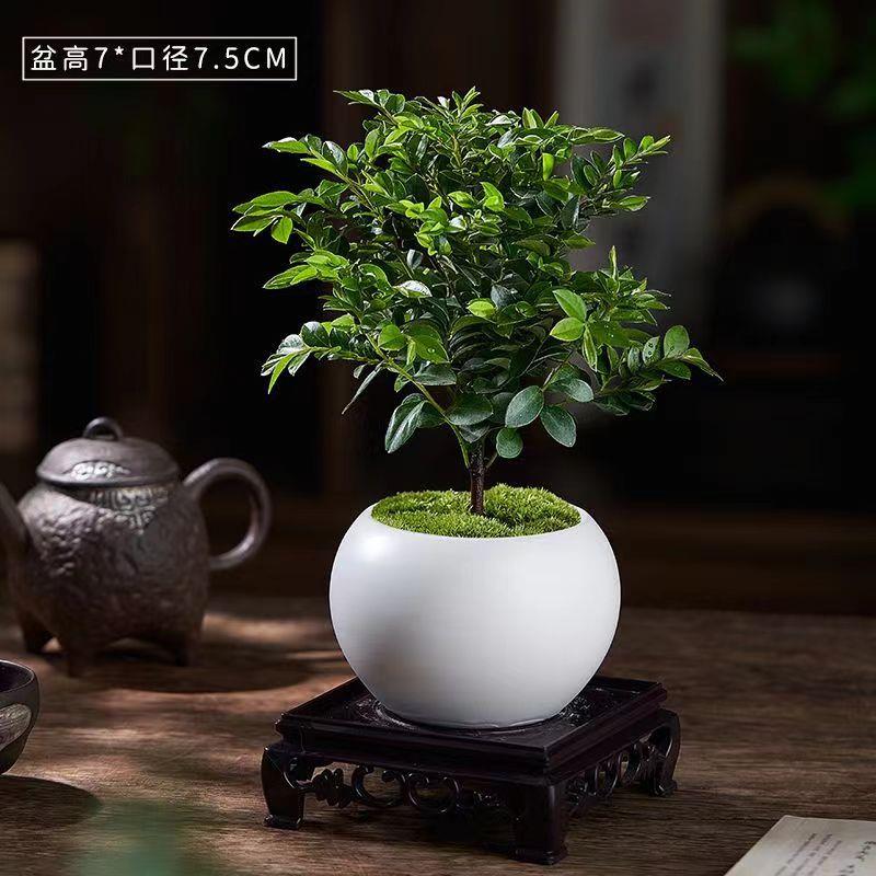 禅意镜面草新中式老桩盆栽茶室书桌办公室内观叶绿植净化空气花卉