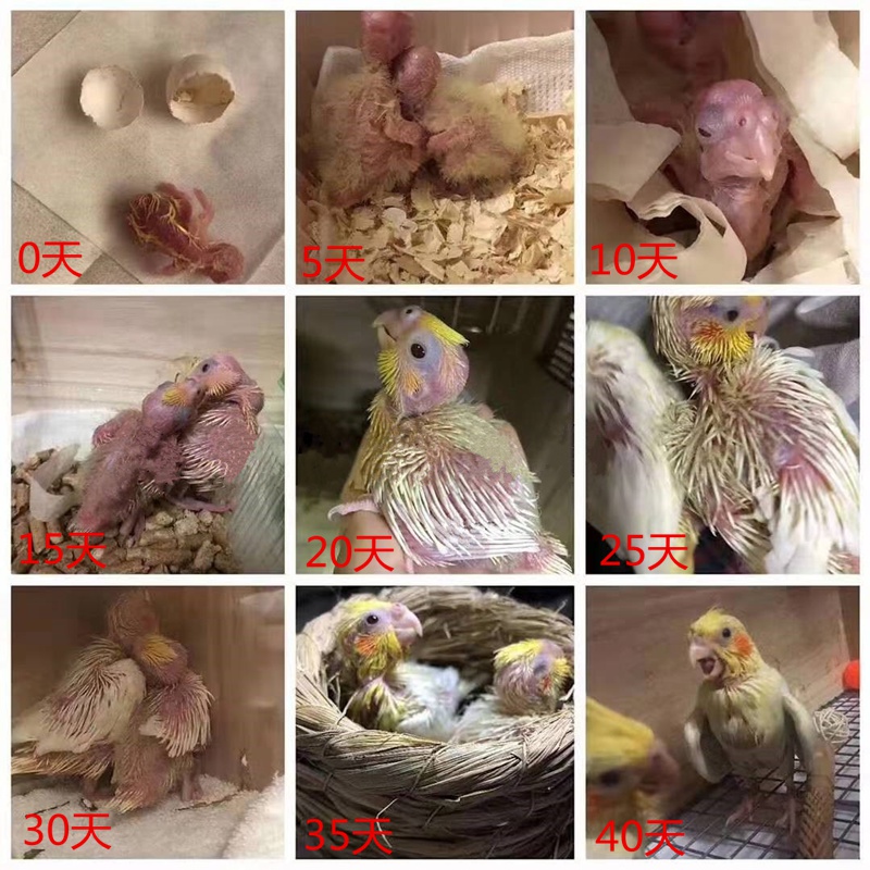 玄凤受精蛋鸟蛋可孵化玄风宠物雏鸟鹦鹉虎皮幼鸟种蛋