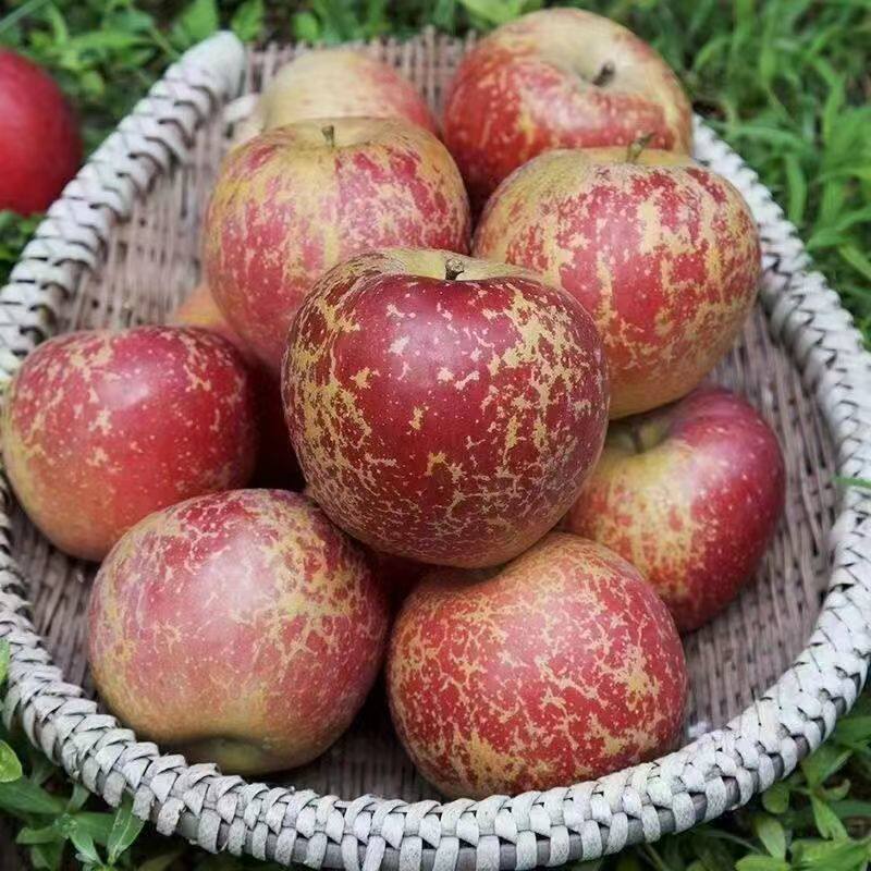 云南丑苹果正宗冰糖心红富士现摘新鲜水果当季整箱9斤大理昭通