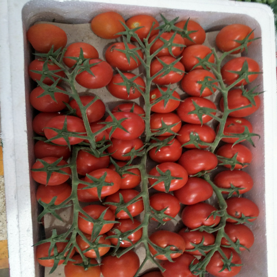 新鲜窜窜红番茄 迷你小番茄新时新鲜蔬菜摆盘水果拼盘