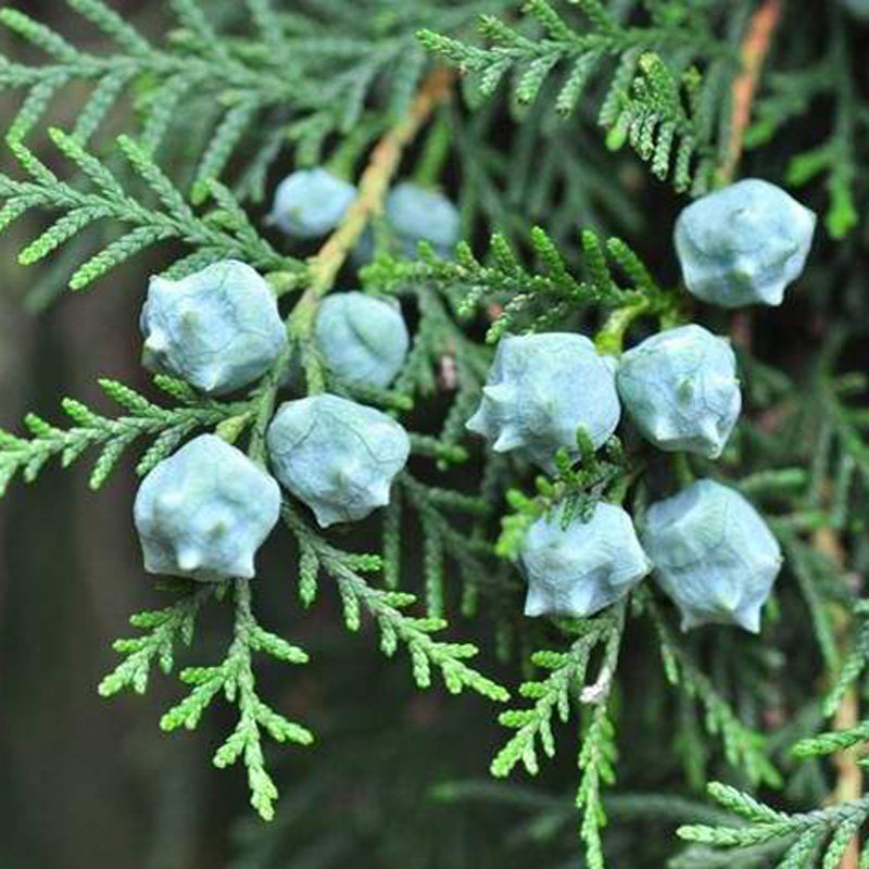 现货新鲜香柏树果柏树籽柏壳包侧柏子扁柏籽枕头现摘现发2斤包邮