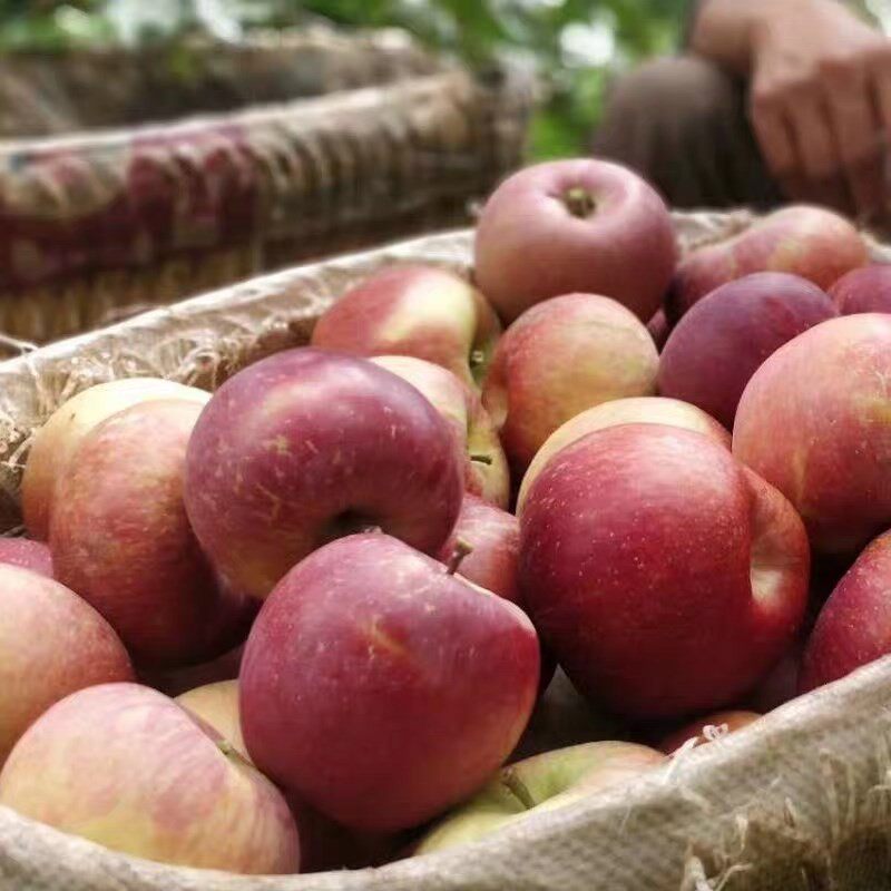 陕西大凉山高山 老树冰糖野苹果丑苹果包邮9斤云南苹果