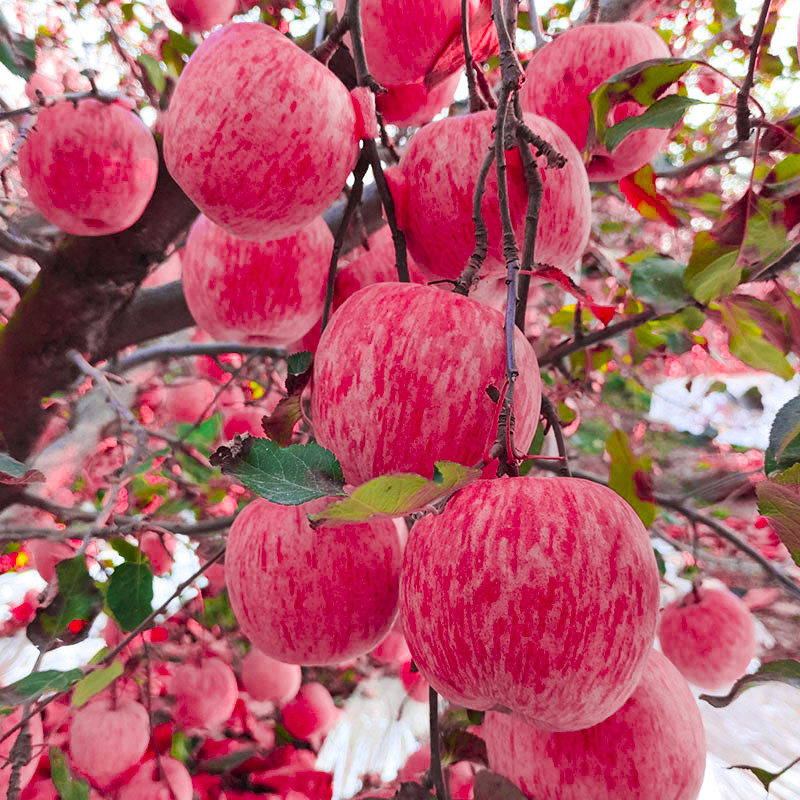 应季苹果水果山东特产苹果山东新鲜心冰糖水果红富士栖霞烟台