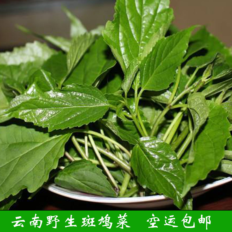 现货 斑鸠菜云南臭菜 野生菜羽叶金合欢蔬菜新鲜臭味蔬菜空运包邮