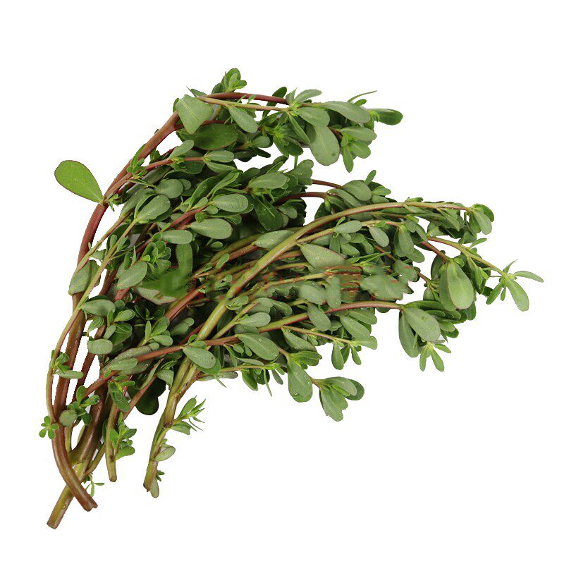 马齿苋菜 新鲜包邮红茎马蜂菜老嫩可选食用蚂蚱菜马齿笕2斤