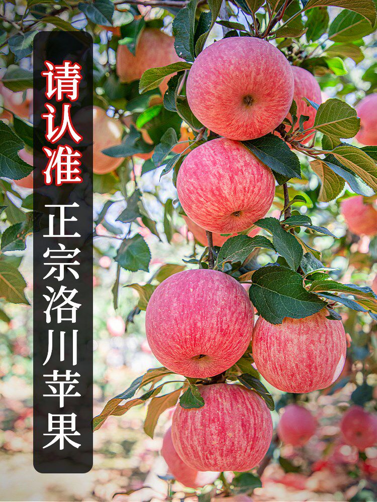 一级脆甜当季新鲜整箱陕西水果心苹果斤正宗10冰糖红富士洛川