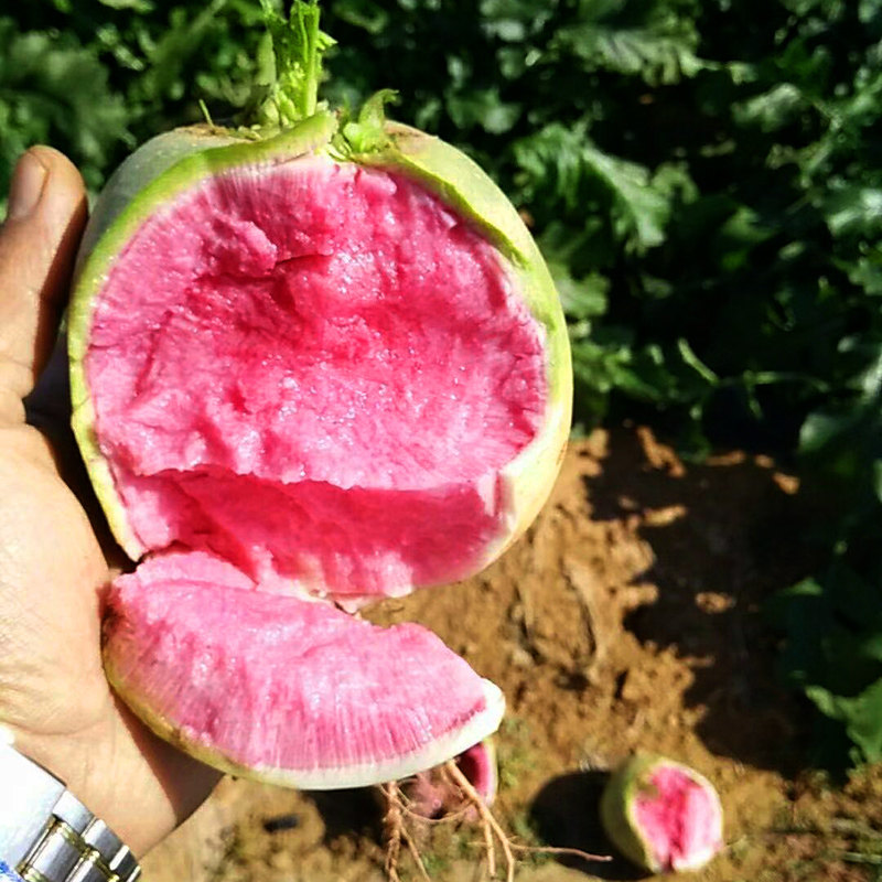 5斤装包邮新鲜现挖心里美萝卜心灵美绿皮红心水果泡菜萝卜花心大