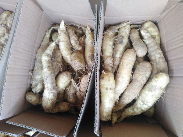 农家新鲜自种冬粉薯吉芩薯冬笋薯 竹蒿薯食品农家煲汤 包邮