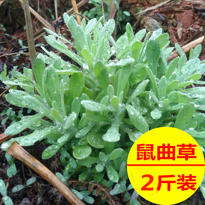 野生鼠曲草新鲜清明草绒毛草鼠鞠草青团清明粑艾蒿蒿草粑粑艾草叶