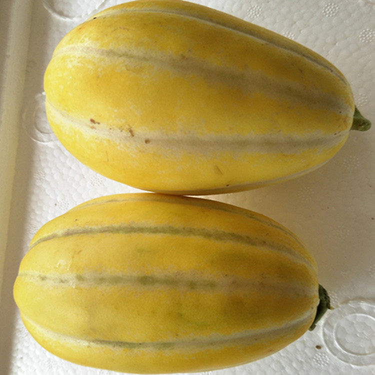 东北丹东甜瓜新鲜甜瓜香瓜肉厚香脆黄金瓜蜜瓜甜瓜包邮