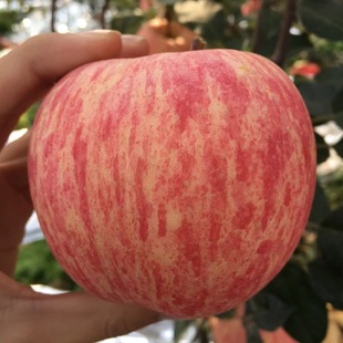 孕妇酸甜好吃 10斤灵宝寺河山苹果现摘新鲜红富士新鲜水果当季