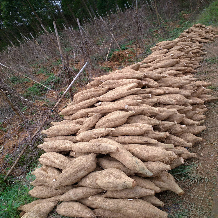 广西和平粉葛 新鲜蔬菜水果葛根粉葛带箱5斤