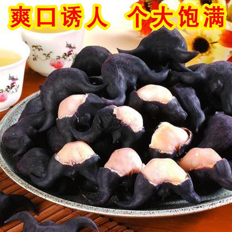 现摘新鲜老菱角农家黑色带壳两角牛头乌菱角青/红菱角5斤包邮