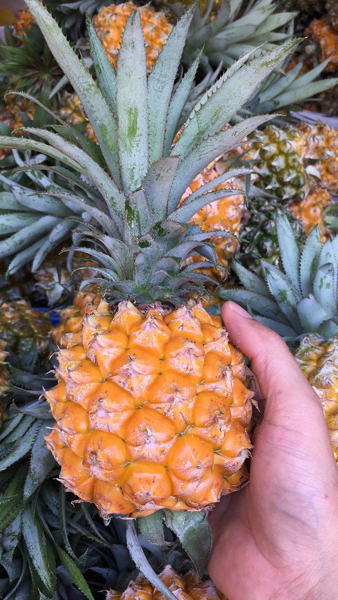 海南三亚香水小菠萝迷你菠萝新鲜当季水果5斤装包邮