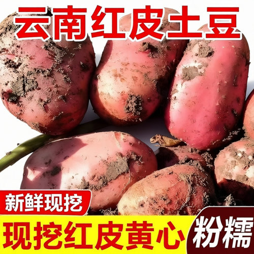 云南2026年红皮土豆马铃薯