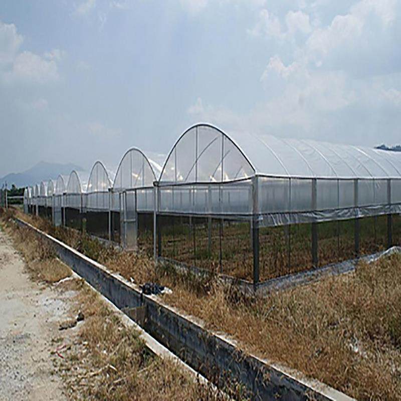 简易连栋薄膜温室 智能玻璃薄膜温室大棚建造 连栋薄膜温室厂家 - 实物图
