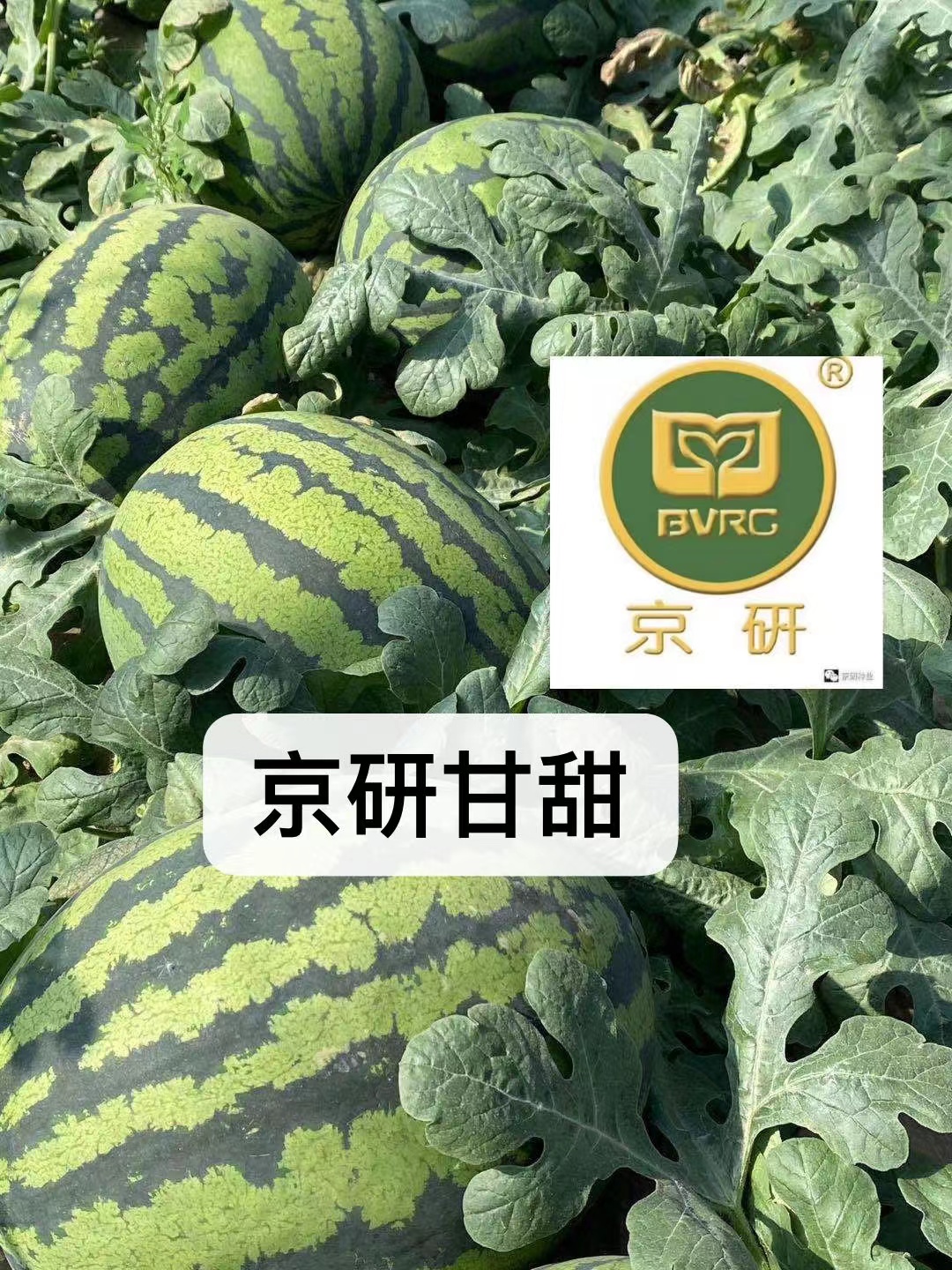 京研新品种京研甘甜甜王西瓜种子大果型甜王