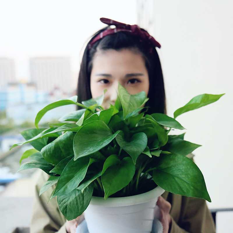 绿萝盆栽室内植物新房吸除气味水培花卉绿植盆景长藤垂吊兰新款