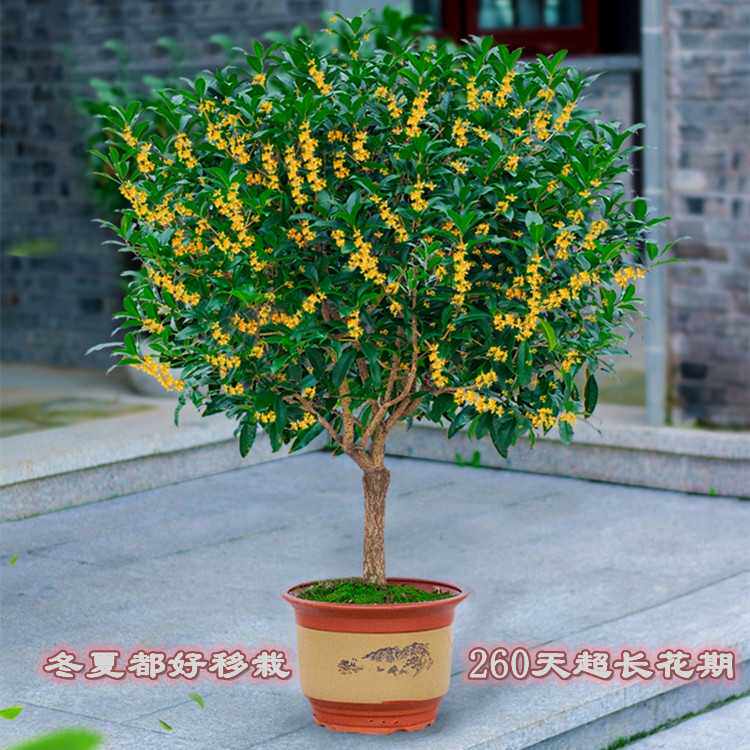 桂花浓香盆栽嫁接大树庭院地载四季开花室内金桂树丹桂浓香型