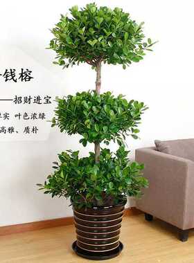 大型盆栽植物摇钱树发财树金钱榕客厅办公室绿植常青树开业好养树
