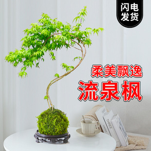 黄金流泉枫盆栽苔藓球绿植室内水培植物造型客厅大型好养