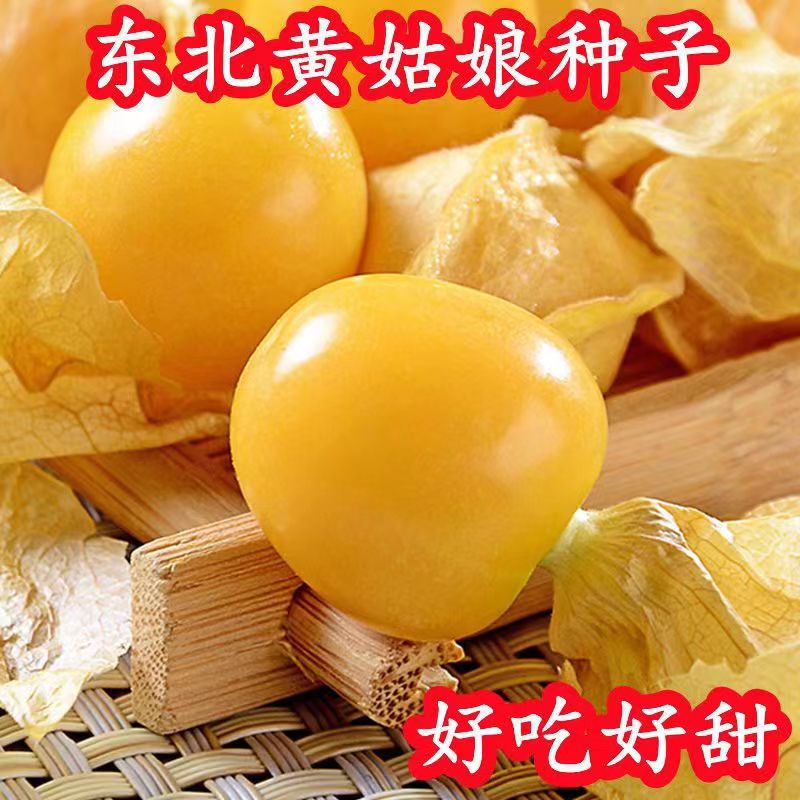 奶油黄姑娘种子特大甜洋图片