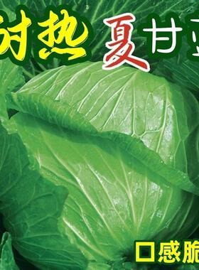 耐热甘蓝种子耐热包菜卷心菜籽莲花白种籽抗虫抗病抗热蔬菜种子孑