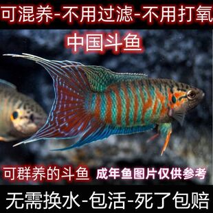 中国斗鱼澳火蓝叉活体冷水观赏鱼成鱼无需打氧淡水好养耐活小型鱼