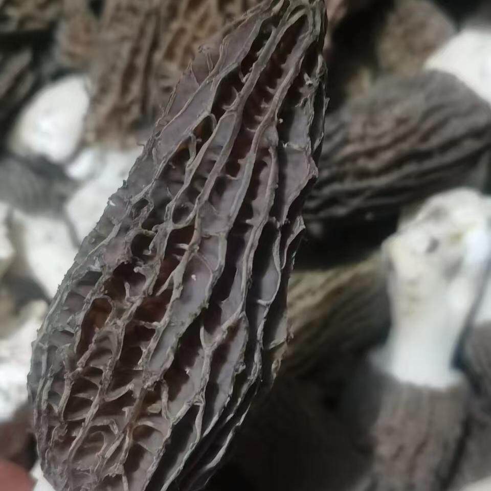 重庆特产 优质干羊肚菌  味道正宗  煮汤炒肉搭档 一份是2两包邮