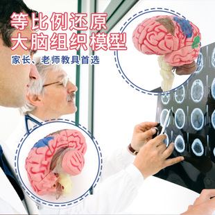 人体大脑模型人脑神经脑干结构脑血管分布脑功能DIY玩具3D益智