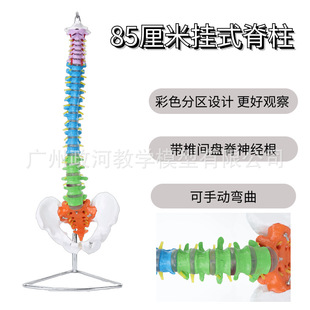 85CM自然大彩色人体脊椎模型带骨盆尾骨脊柱骨骼腰椎颈椎正骨模型