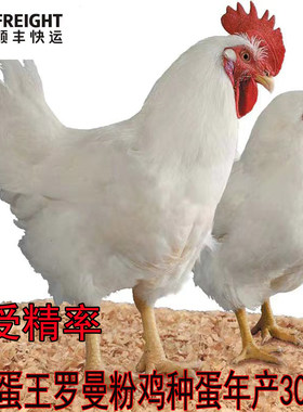 产蛋王罗曼粉种蛋受精蛋包受精率