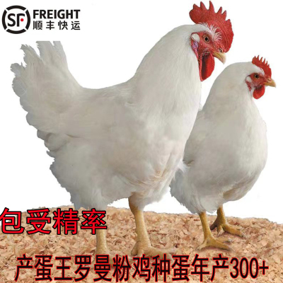 产蛋王罗曼粉种蛋受精蛋包受精率