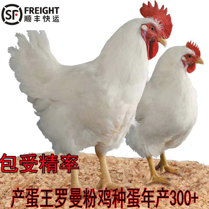 产蛋王罗曼粉蛋鸡种蛋可孵化白羽土鸡柴鸡苗受精卵草鸡受精蛋包邮
