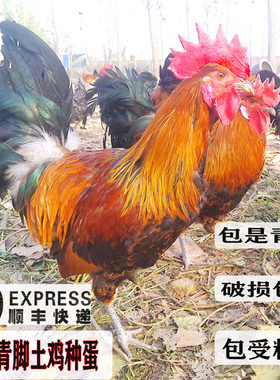 青脚土鸡种蛋受精蛋包受精率包邮