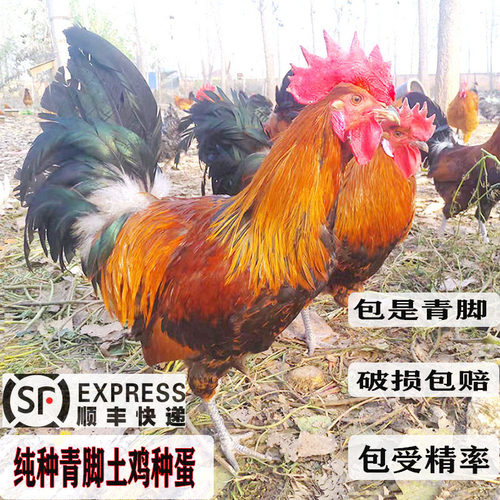 青脚土鸡种蛋受精蛋包受精率包邮