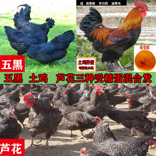 种蛋受精蛋可孵化芦花五黑一绿高产青脚土鸡苗乌骨黑羽柴小鸡包邮