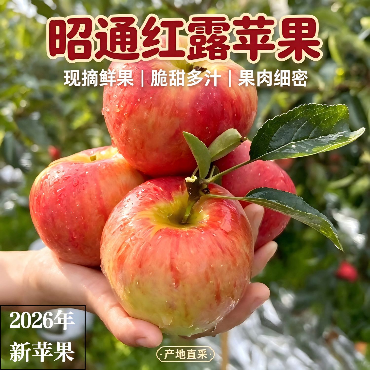 2026昭通红露冰糖心丑苹果礼盒