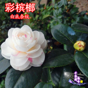 彩槟榔茶花一树多色树苗盆栽绿植花卉阳台茶花苗名贵品种阳台