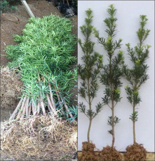 罗汉松树苗珍珠米叶雀舌小苗绿植盆栽防辐射盆景苗包邮