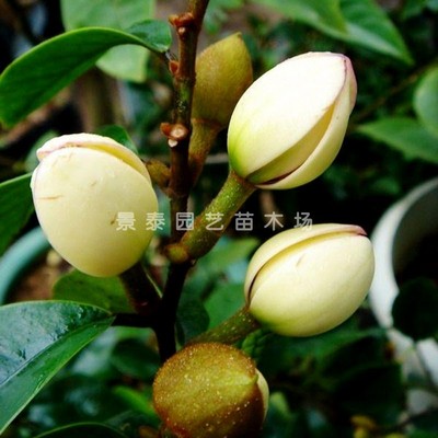 含笑苗 含笑花苗 含笑树苗 阳台庭院室内 办公室盆栽浓香绿植包邮