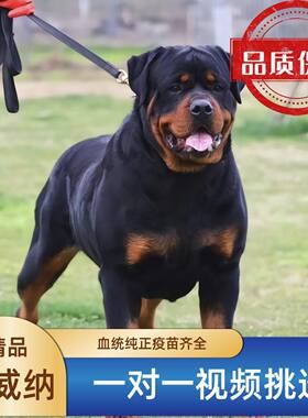 罗威纳犬纯种大型防爆双血统狗崽活物看家护院喂养训练喂养资料