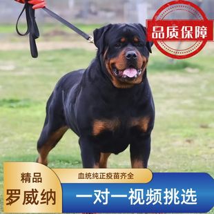 罗威纳犬纯种大型防爆双血统狗崽活物看家护院喂养训练喂养资料