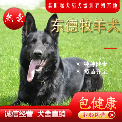 东德牧羊犬纯种幼犬活体