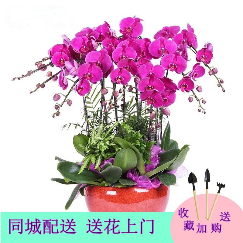 济南同城绿植花卉大绿萝蝴蝶兰垂兰盆栽商务开业庆典家居绿植带盆