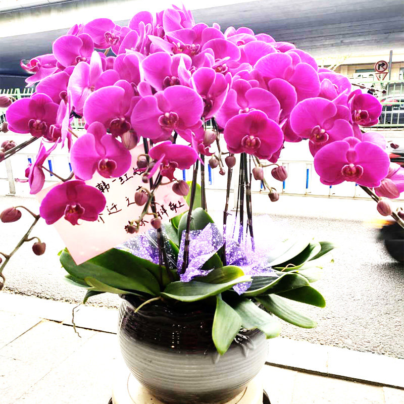 蝴蝶兰盆栽带花苞大花双花剑鲜花速递同城真花配送老师乔迁合肥店
