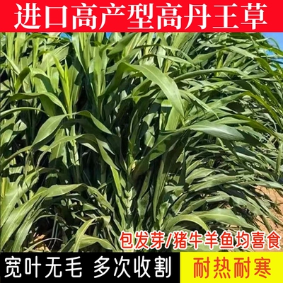 特高产牧草苏丹草高丹草四季牧草